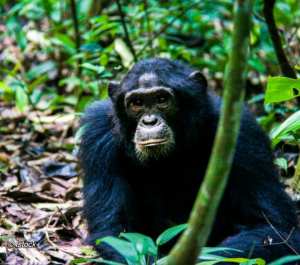 En Guinée, un barrage construit par une entre­prise pour­rait tuer 1500 chim­pan­zés