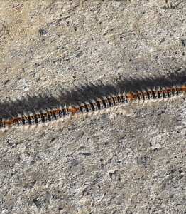 les chenilles