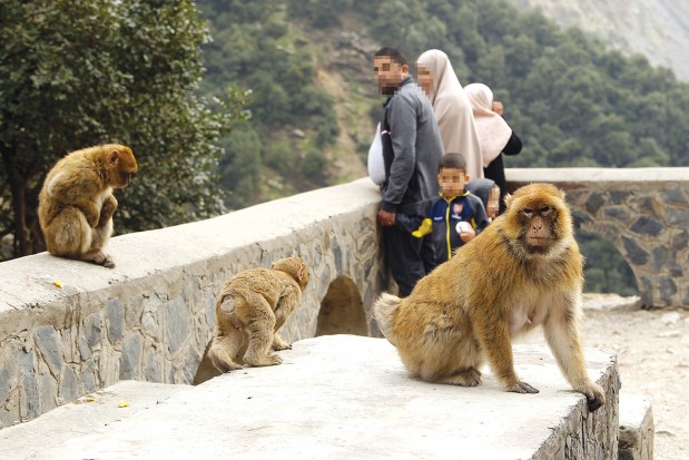 ARRÊT SUR IMAGE -  Vu à la Chiffa (Blida): Le singe magot