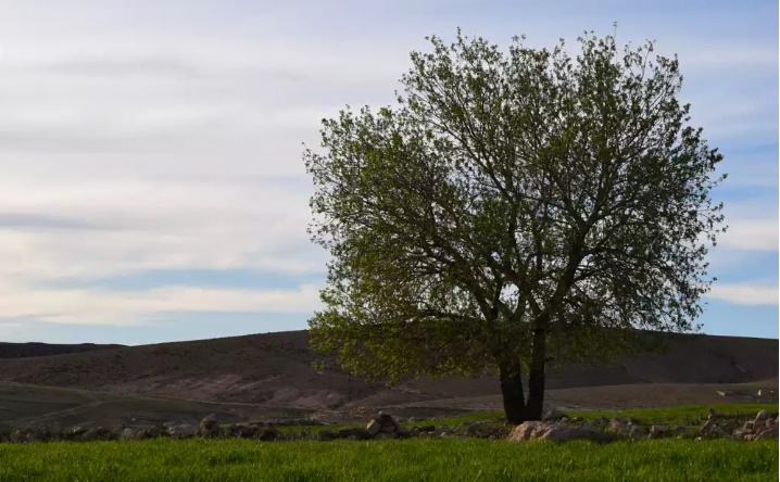 Tébessa: découverte de nouveaux sites archéologiques dans la région de 