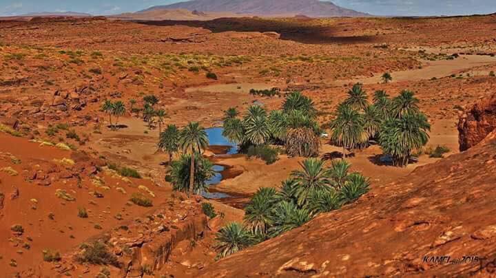 Tiout, une Oasis en quête de revalorisation... !