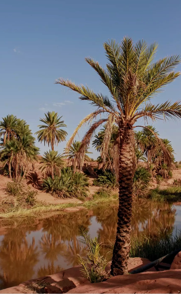 Tiout, une Oasis en quête de revalorisation... !