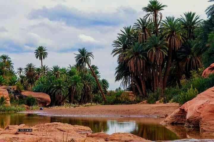 Tiout, une Oasis en quête de revalorisation... !