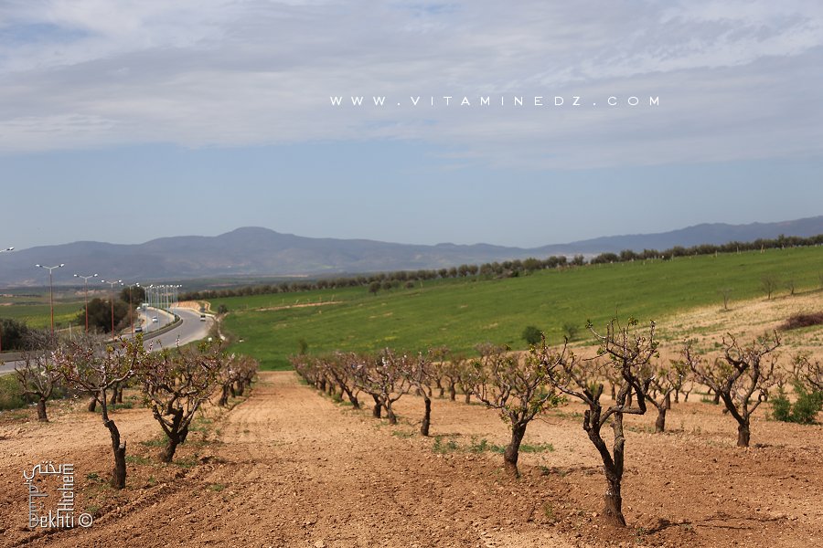 Commune de Zenata à vocation agro-pastorale (Au loin les monts traras)
