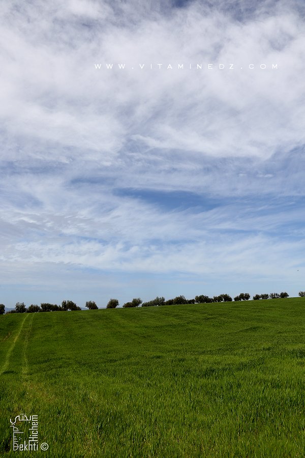 Commune de Zenata à vocation agro-pastorale les cereales occupent une grande place