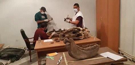 Découverte d’ossements fossiles de trois animaux à Djelfa... !