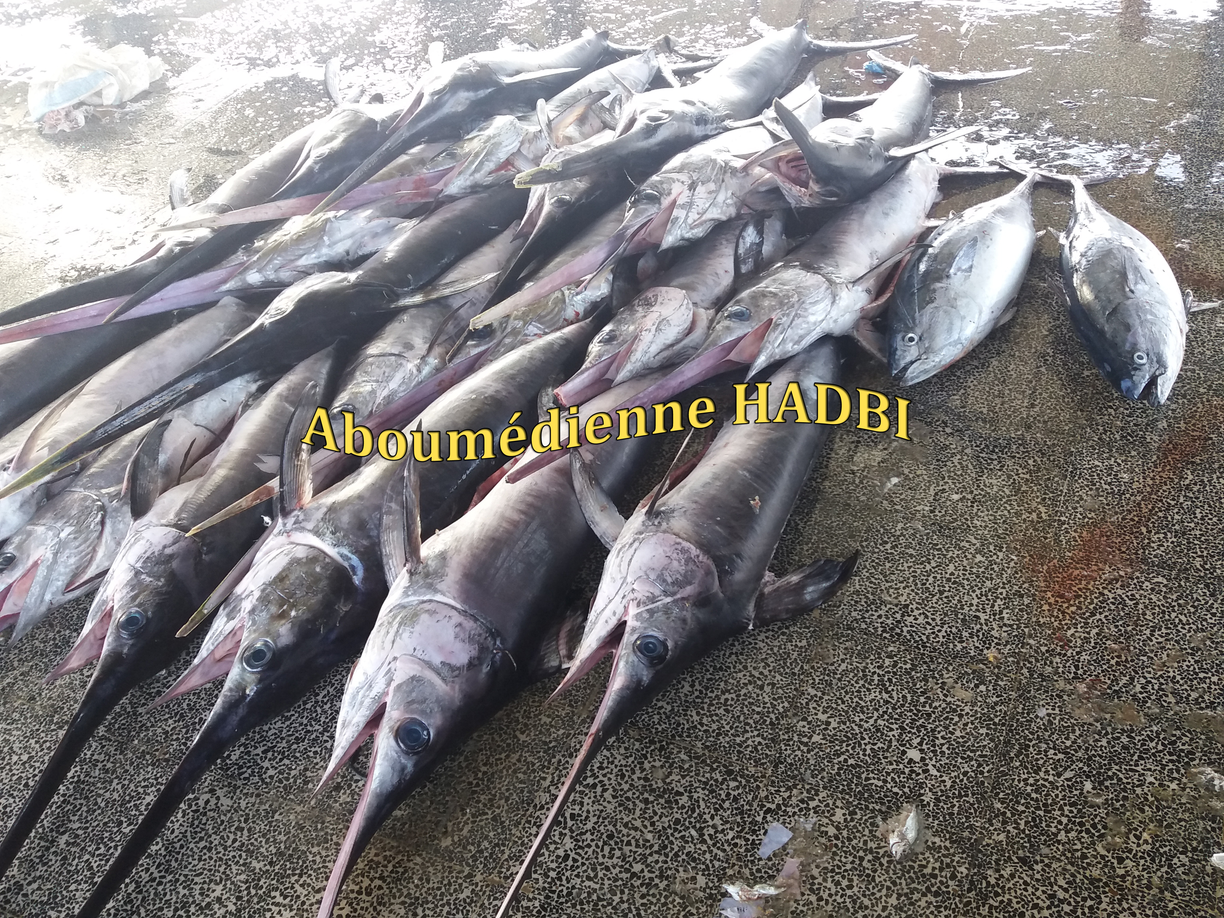 PECHERIE DE GHAZAOUET