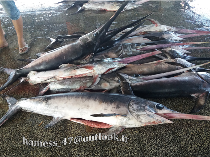 PECHERIE DE GHAZAOUET