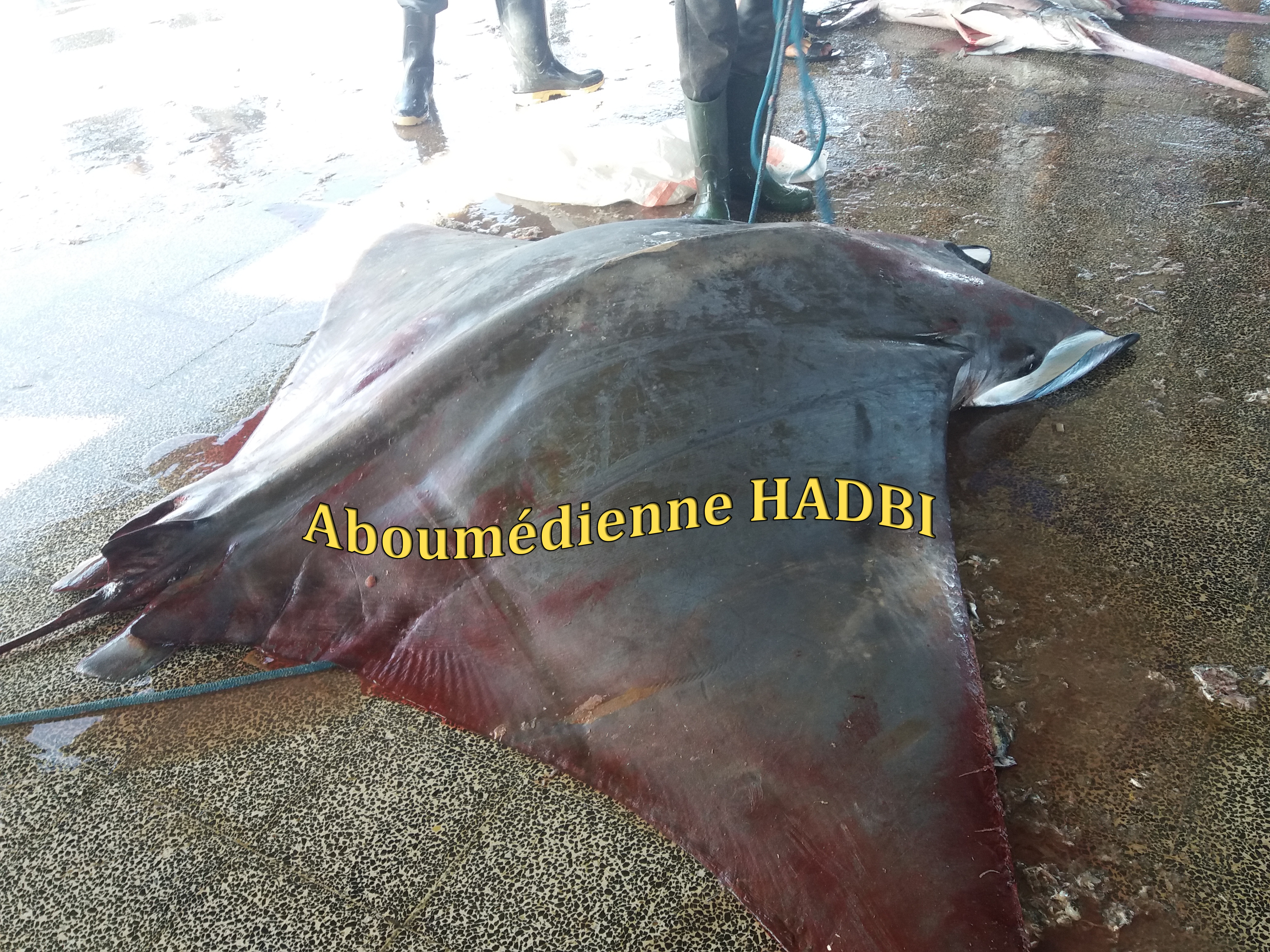 PECHERIE DE GHAZAOUET