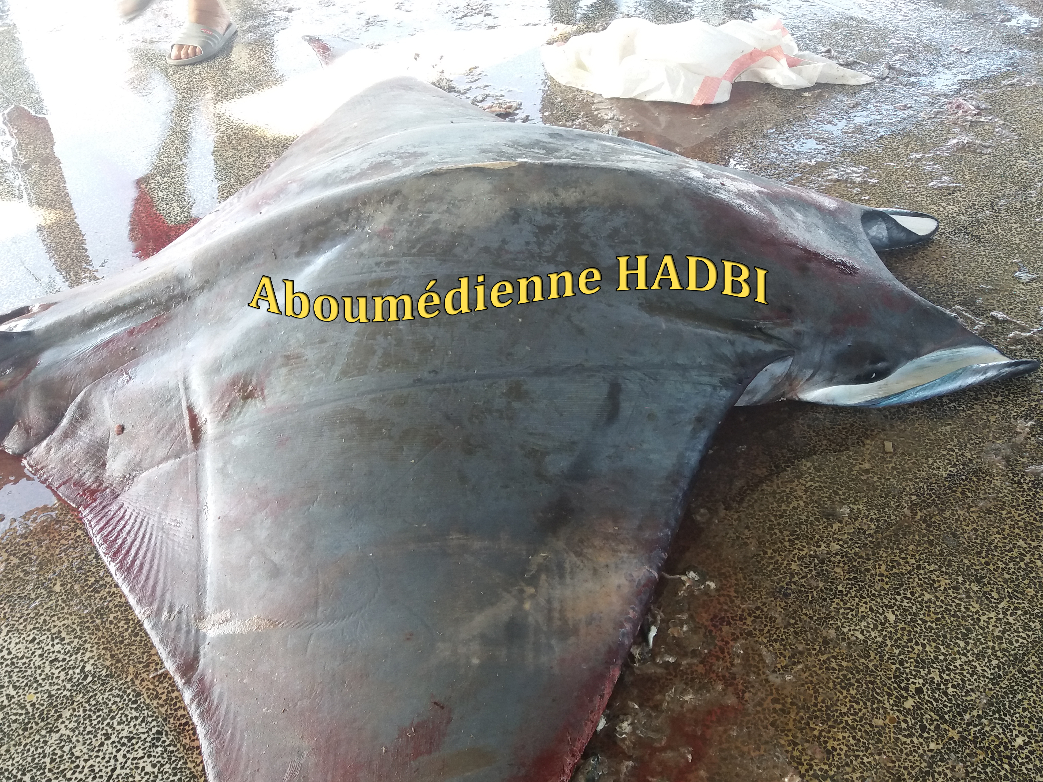 PECHERIE DE GHAZAOUET