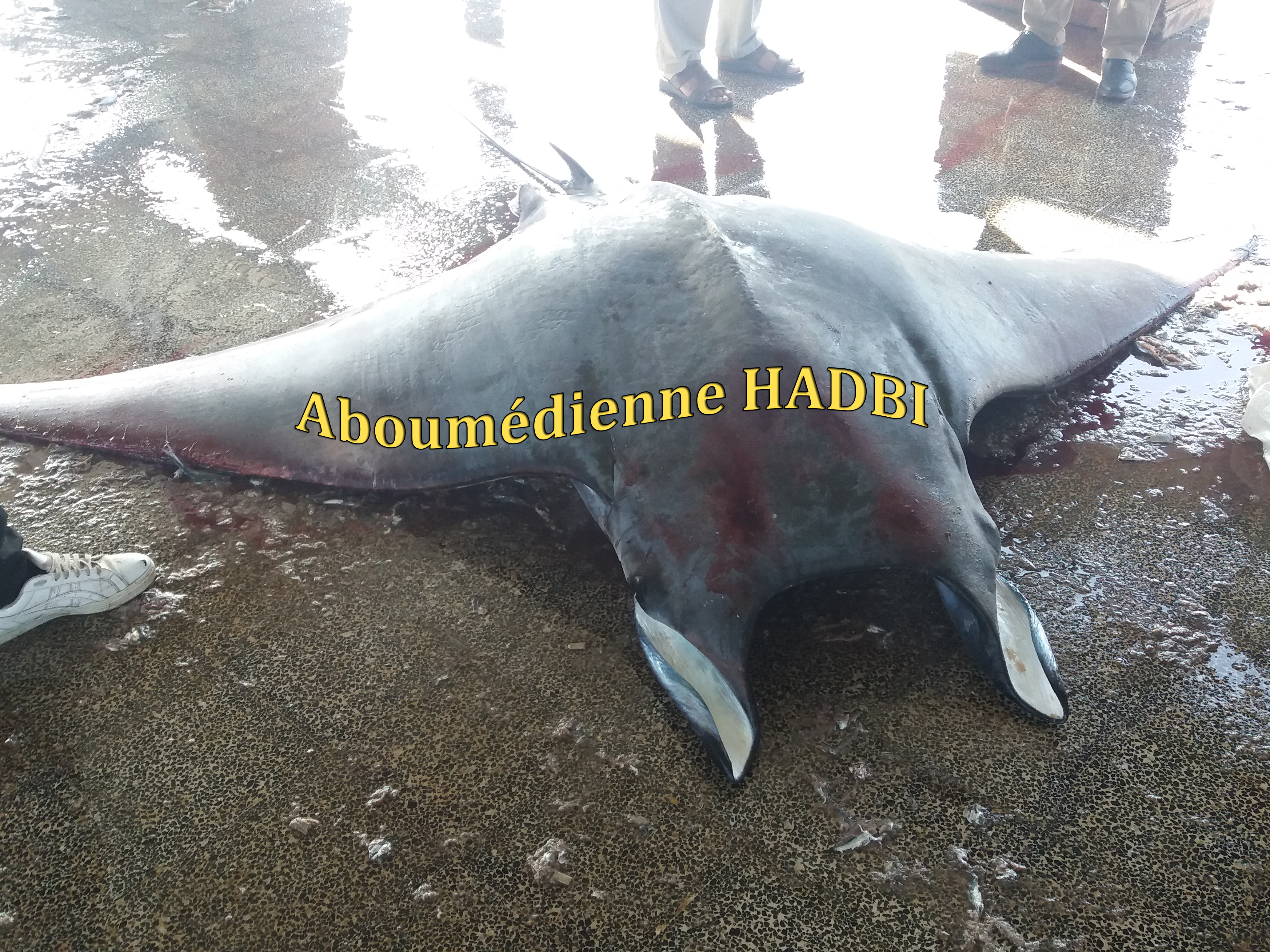 PECHERIE DE GHAZAOUET