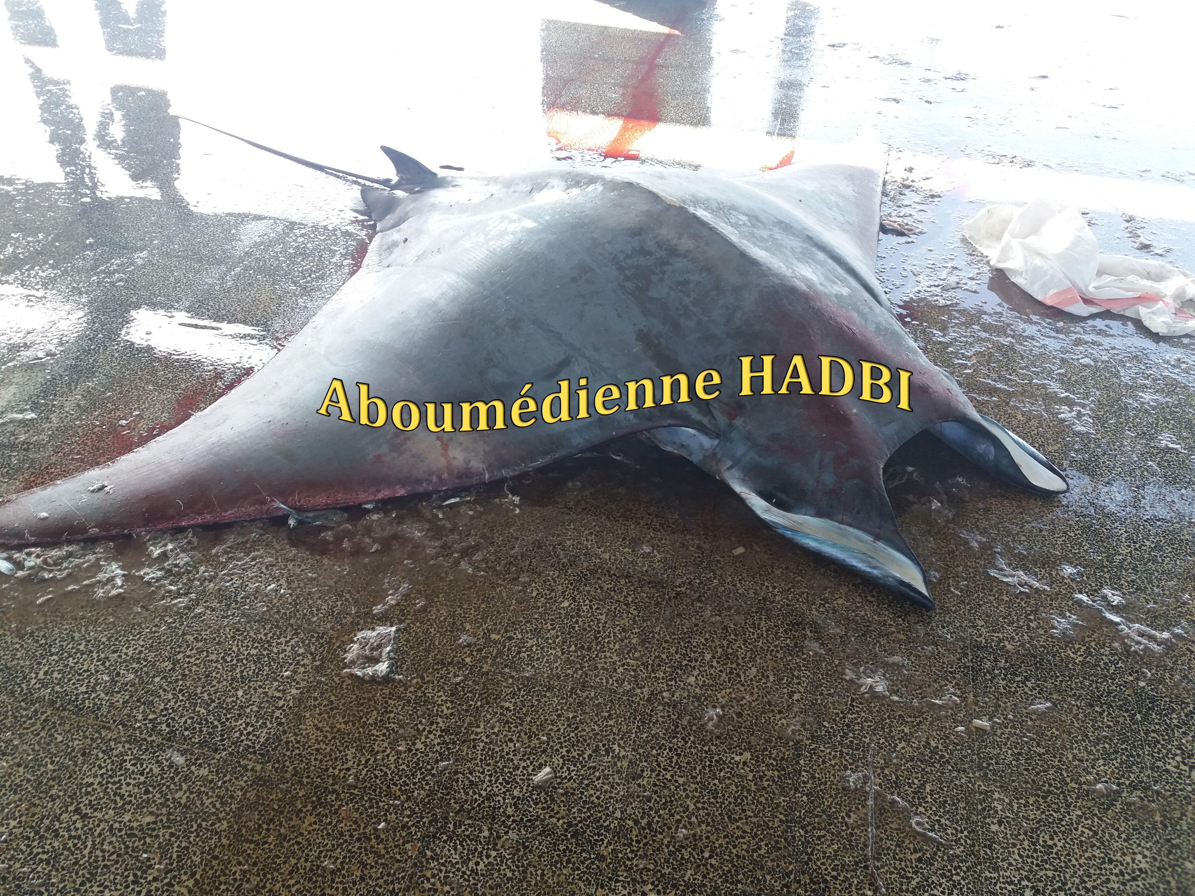 PECHERIE DE GHAZAOUET