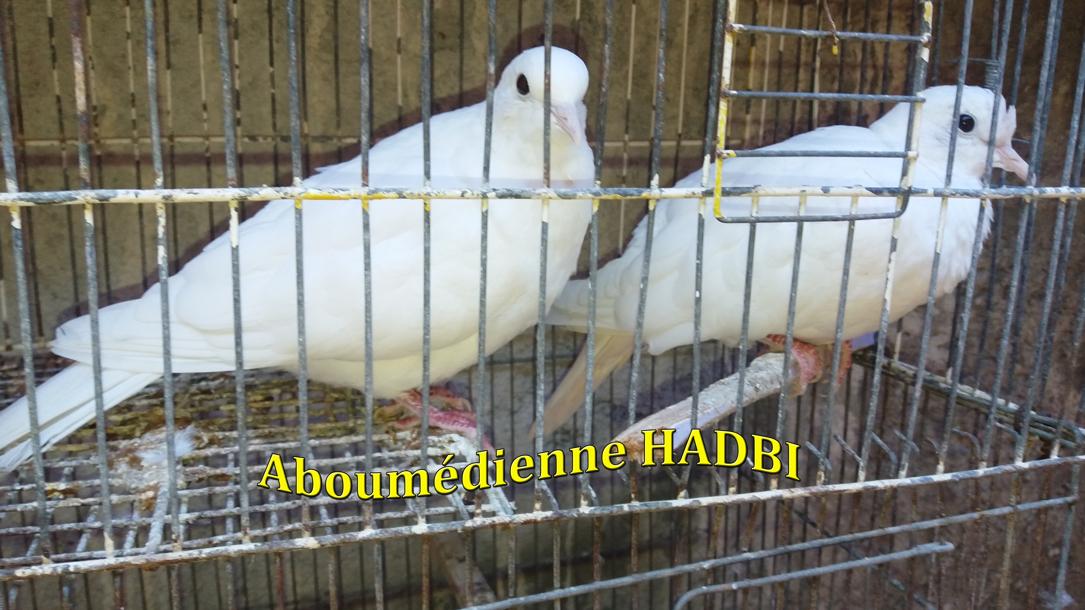 TOURTERELLES BLANCHES