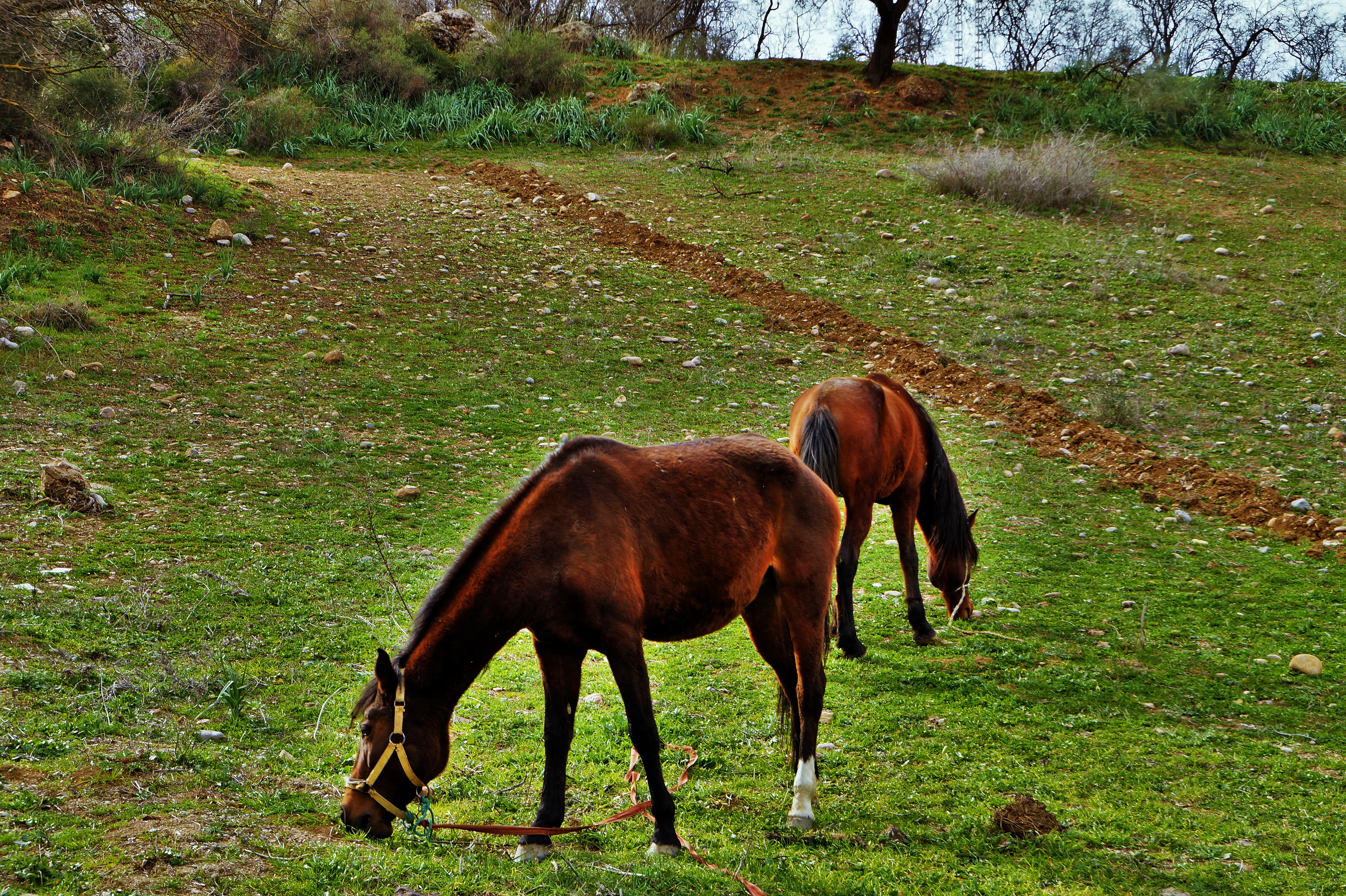 ربيع حمام قرقور