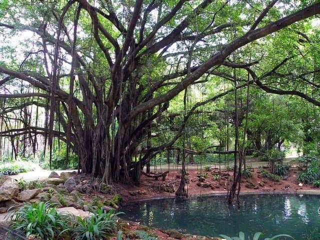 Les Jardins d'Alger... !