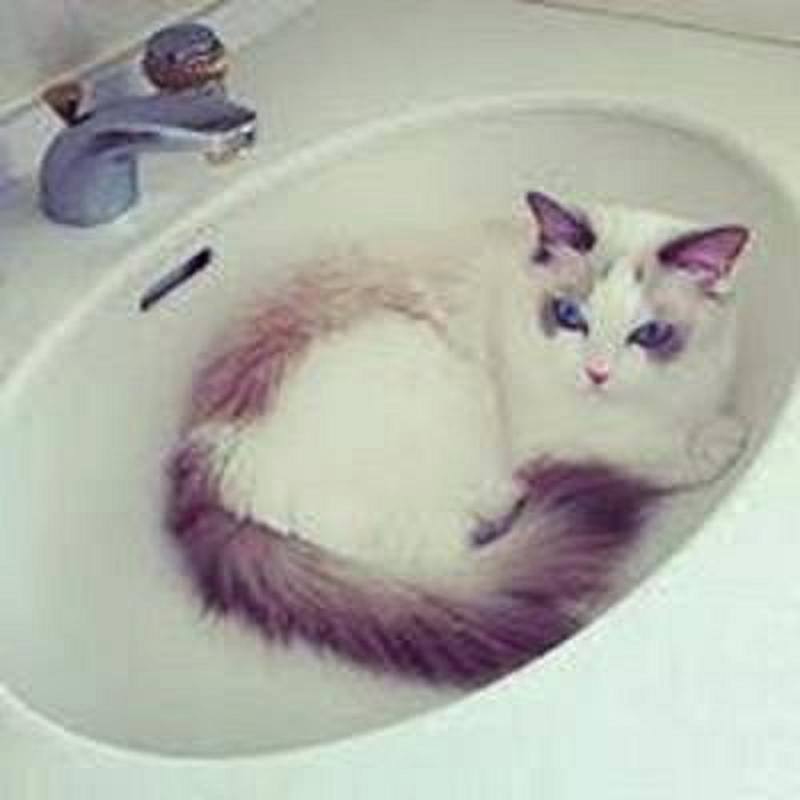 la princesse des chats