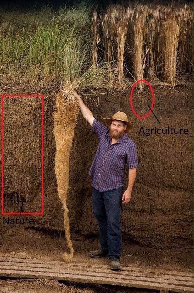 Les dégats des pesticides