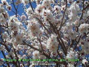 les fleurs d'abricots