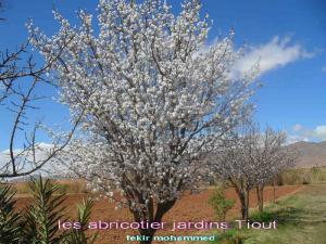 les abricotiers