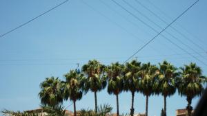 Téléphérique sous palmiers.
