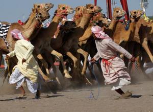 La course des chameaux à Oman