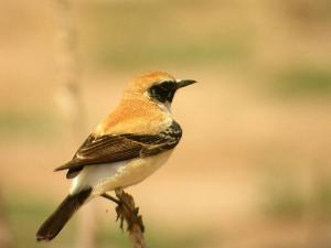 les oiseaux region deTiout