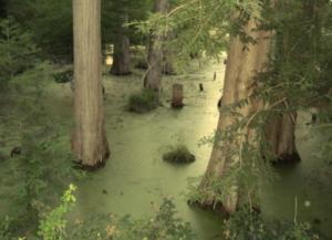 Amazonie  Algérienne.