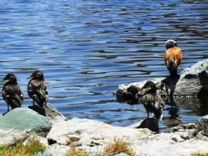 lac d' oiseaux migrateurs