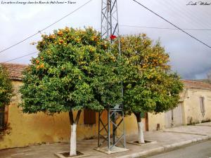 Les arbres d'orange dans les Rues de Sidi Hosni - Tiaret 01