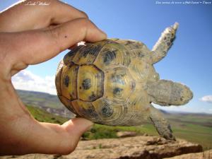 Une tortue de terre a Sidi Hosni - Tiaret