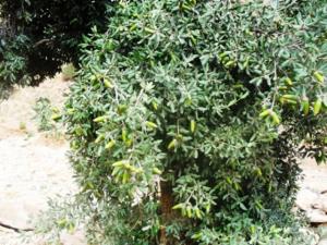 vegetations de Tiout