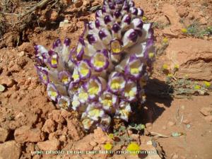 vegetations de Tiout