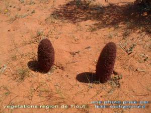 vegetations de Tiout