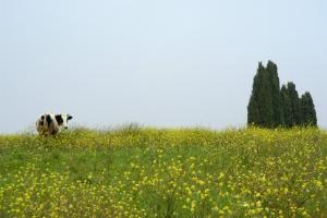 Douar  Beni H'Tita : le printemps