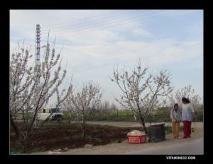 Vendeuses de Matlou3 prés du village d'El Attar