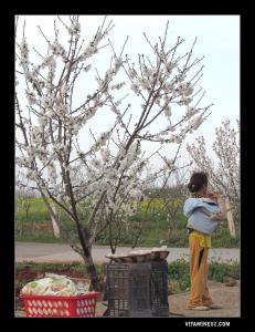 بائعات خبز المطلوع بقرية العطار