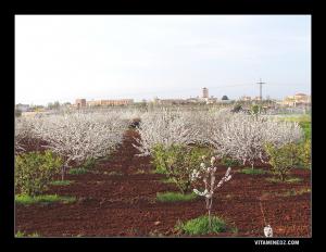 Le printemps à Lalla Setti