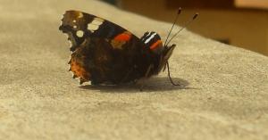 papillon