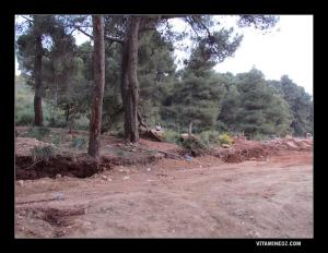 غابة تلمسان