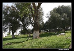 Petit cimetière de chouhadas à Sidi Afif