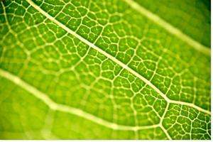 la verdure dans le desert