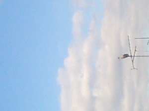 Cigogne blanche de Draa Ben Khedda