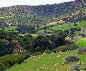 Saïda, la ville des eaux...!