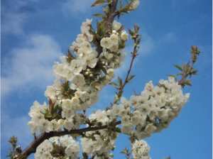 Cerisier en fleurs