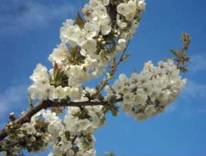 Cerisier en fleurs