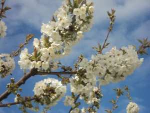 Cerisier en fleurs