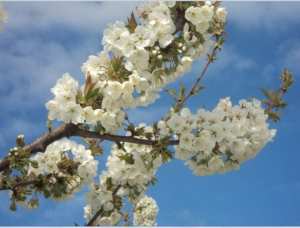 Cerisier en fleurs
