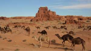 El Gour de Brezina, El Bayadh... !