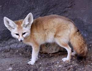 Fennec fox