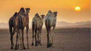 #Tamanrasset: le Tafsit  les Couleurs du Printemps ...!